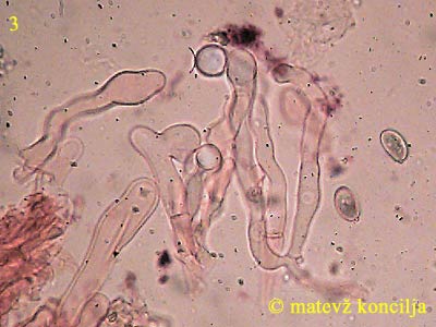 Inocybe cervicolor - Cheilozystiden