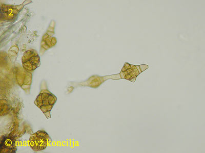 Phragmotrichum chailletii - konidiji