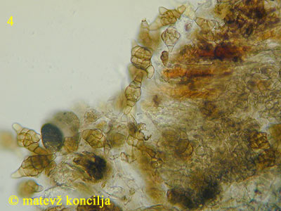 phragmotrichum chailletii - konidiji