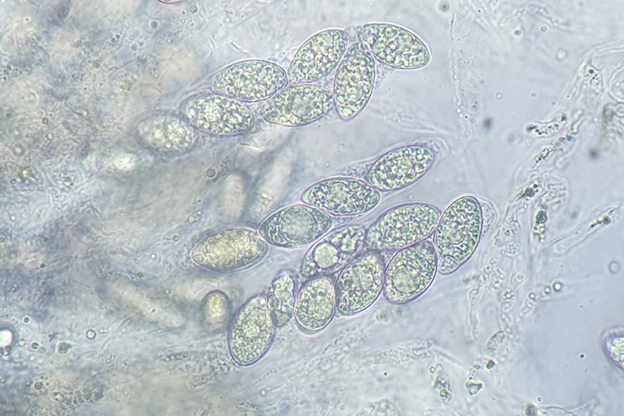 Pseudomassaria chondrospora