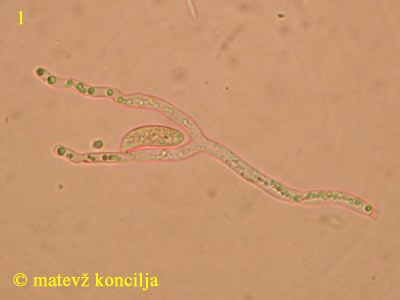 Dacrymyces chrysospermus