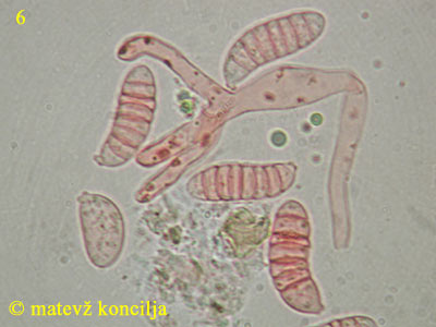 Dacrymyces chrysospermus