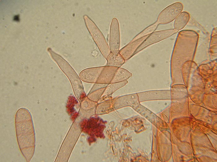 Cladobotryum dendroides
