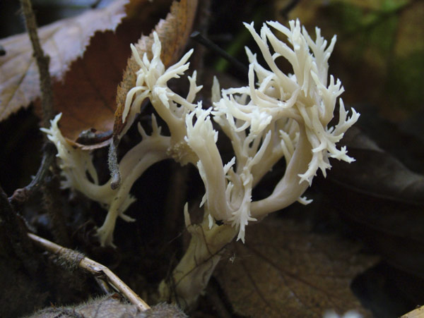 clavulina coralloides