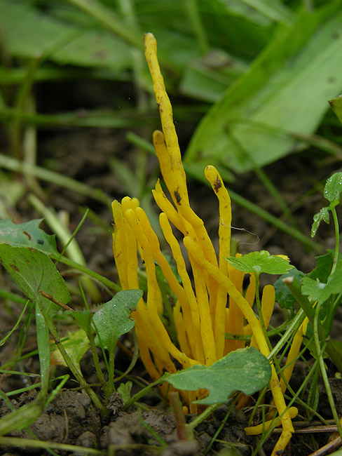 Clavulinopsis helvola - Goldgelbe Wiesenkeule
