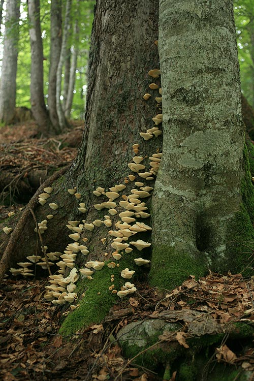 Climacocystis borealis - Nordischer Porling