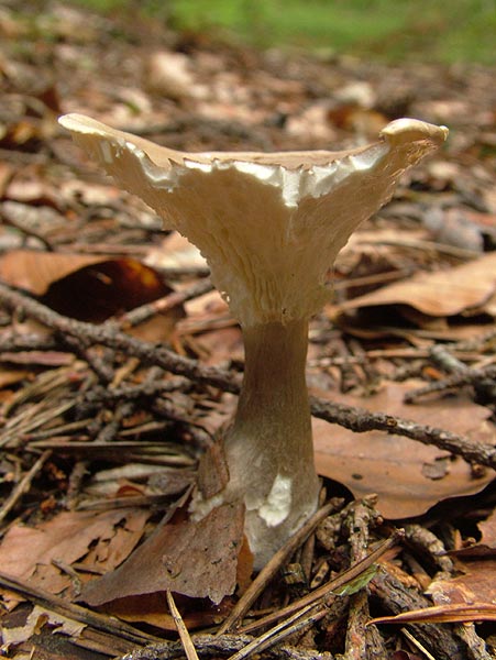 clitocybe clavipes
