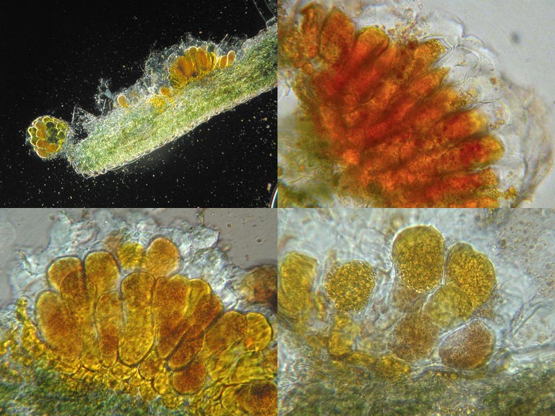 Coleosporium tussilaginis - Nadel-Blasenrost der Waldkiefern