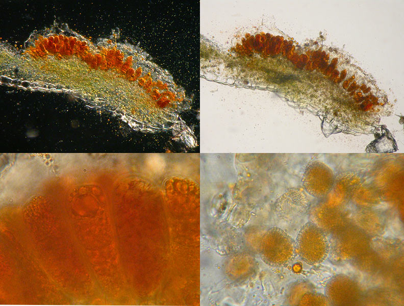 Coleosporium tussilaginis - Nadel-Blasenrost der Waldkiefern