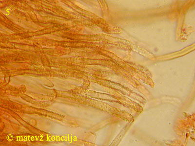 Merismodes fasciculata - Haare