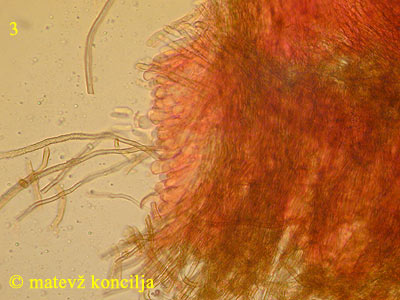 Merismodes fasciculata - Hymenium