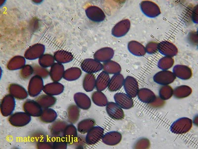 Coprinopsis cinerea - trosi