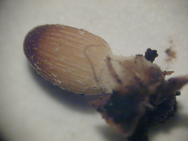 Coprinellus velatopruinatus
