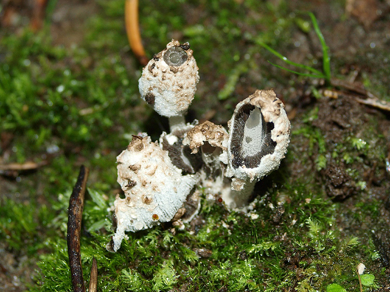 Coprinopsis cinereofloccosa
