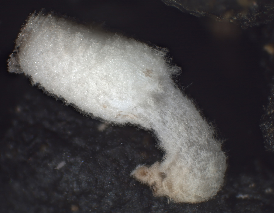 Coprinopsis filamentifera