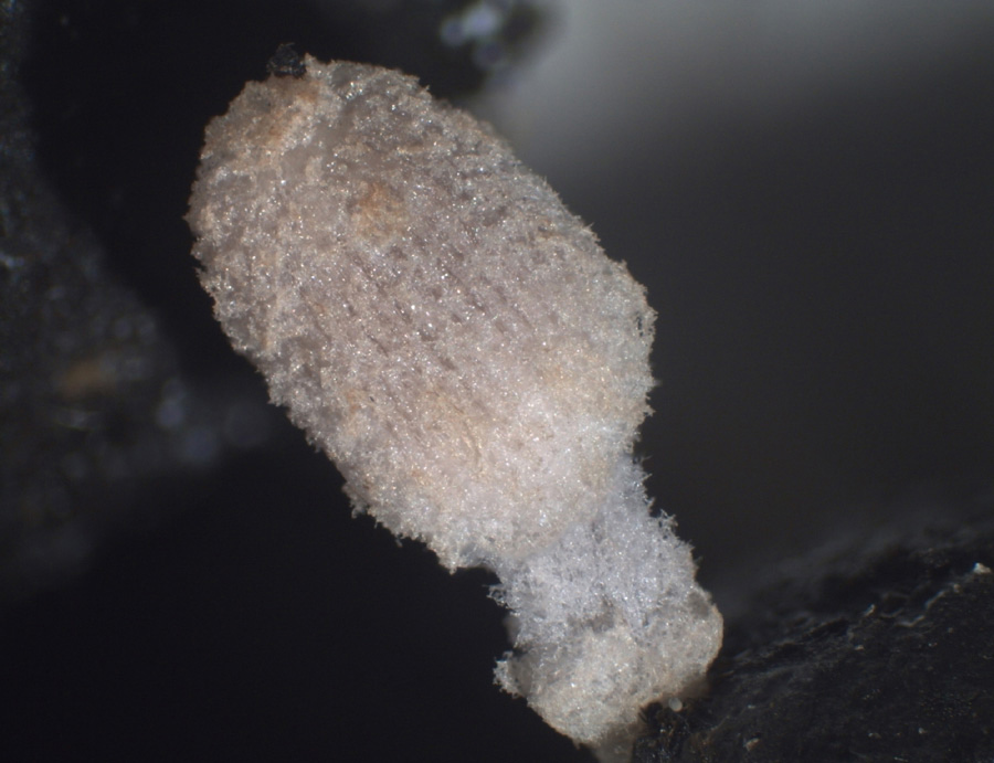 Coprinopsis filamentifera