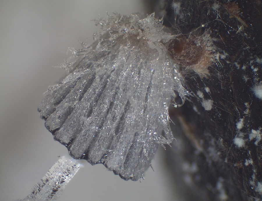 Coprinopsis radiata - Kleine Mist-Hasenpfote