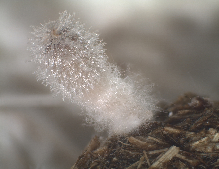 Coprinopsis radiata - Kleine Mist-Hasenpfote