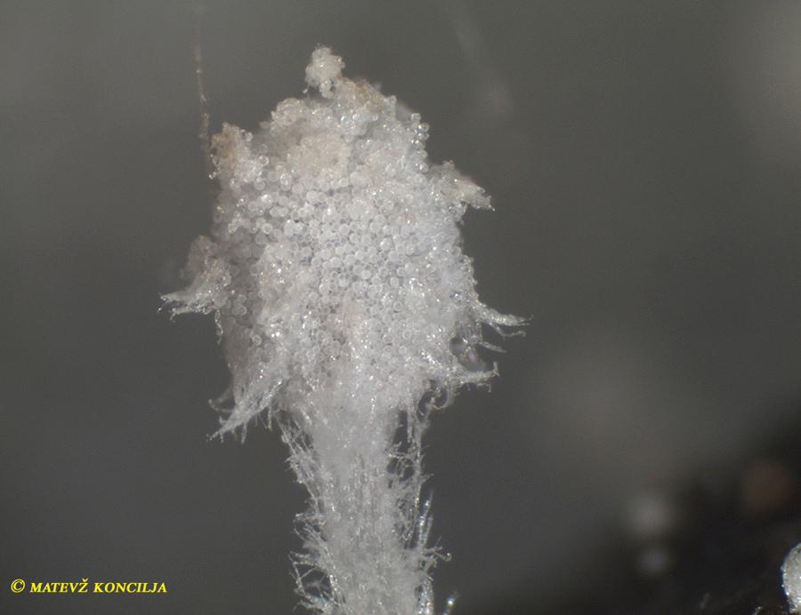 Coprinopsis stercorea - Struppiger Mist-Noppentintling