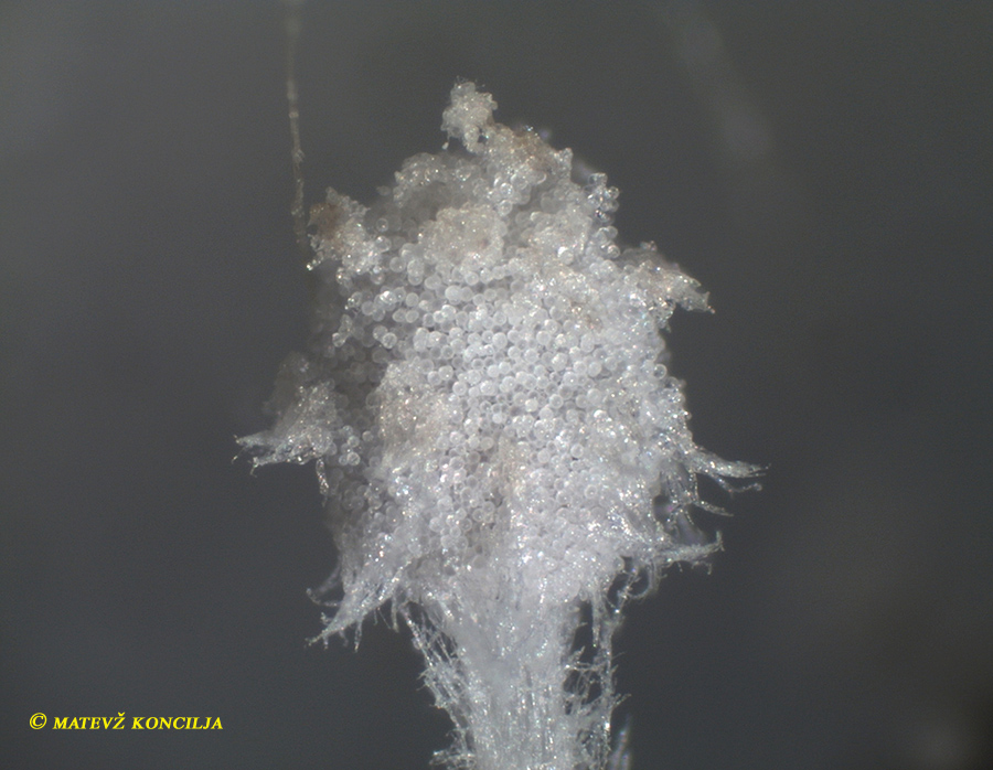 Coprinopsis stercorea - Struppiger Mist-Noppentintling
