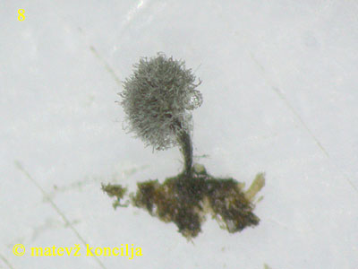 Coremiella cubispora
