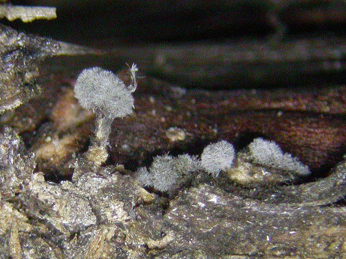 Coremiella cubispora