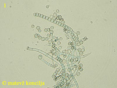 Coremiella cubispora