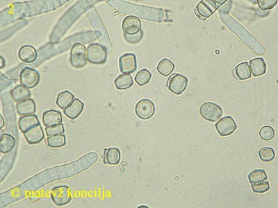 Coremiella cubispora