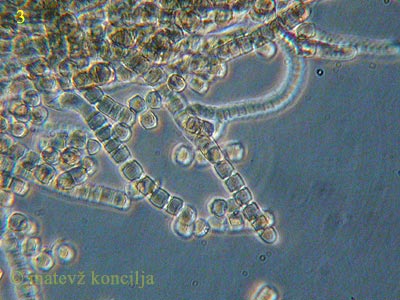 Coremiella cubispora