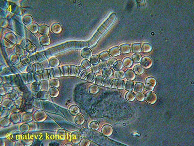Coremiella cubispora