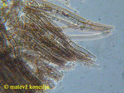 Coremiella cubispora