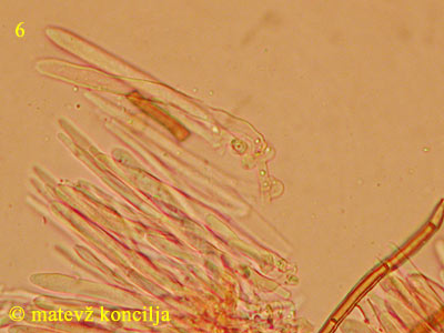 Lasiobelonium variegatum - aski