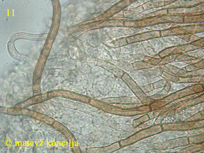 Lasiobelonium variegatum - lasi