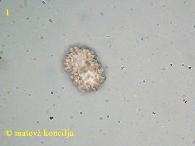 Dialonectria cosmariospora - tros