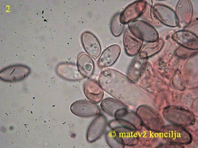psilocybe cyanescens - trosi