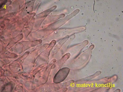 Psilocybe cyanescens - Pleurozystiden