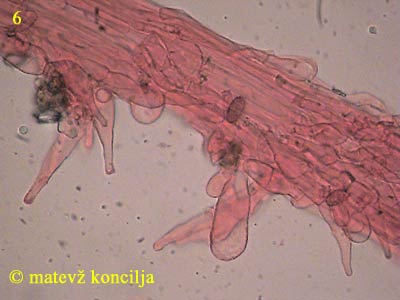 psilocybe cyanescens - kaulocistide