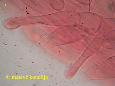 psilocybe cyanescens - Kaulozystiden