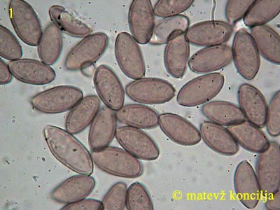 Psilocybe cyanescens - Sporen