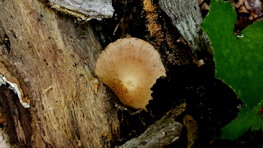 Cystoagaricus lepidotoides - Sternschuppiger Faserling