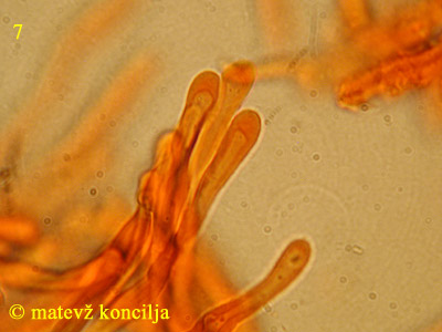 Ditiola peziziformis - lasi
