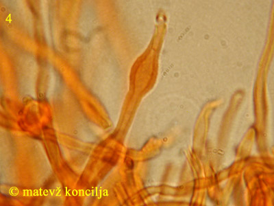 Ditiola peziziformis - hife