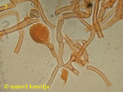 Guepiniopsis buccina - lasi