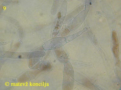 Russula densifolia - koica klobuka