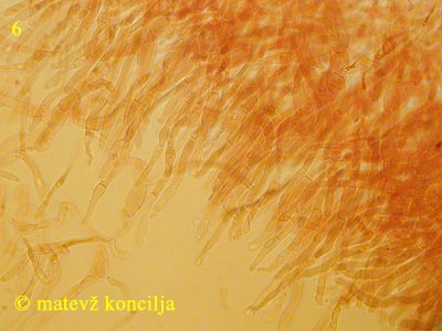 Russula densifolia - Hutdeckschicht