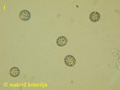 Russula densifolia - Sporen