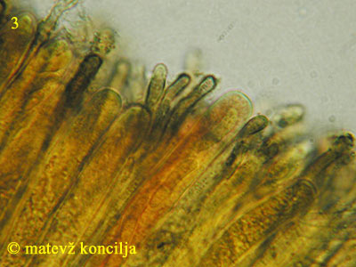 Encoelia fascicularis - aski