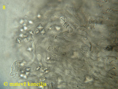 Encoelia fascicularis - kristali