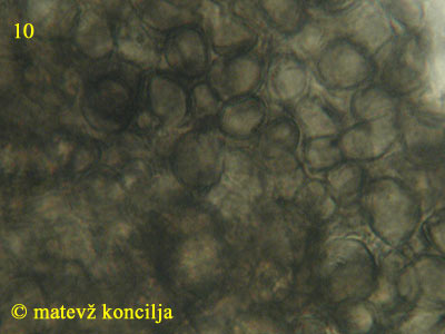 Encoelia fascicularis - skorja
