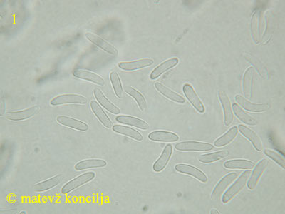 Encoelia fascicularis - trosi